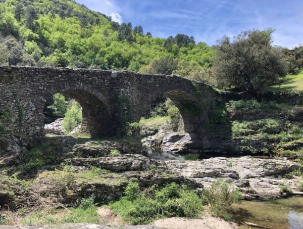 Retraite bain de forêt et marche consciente