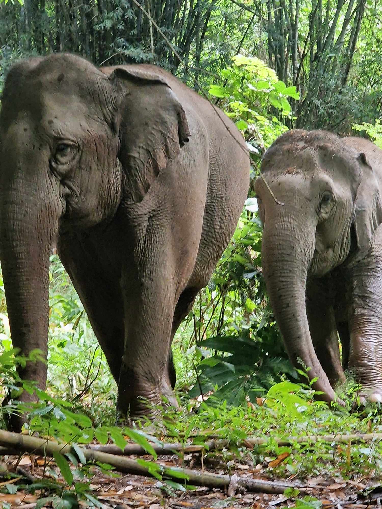 Majestueux éléphants du séjour traditionnel en Thaïlande