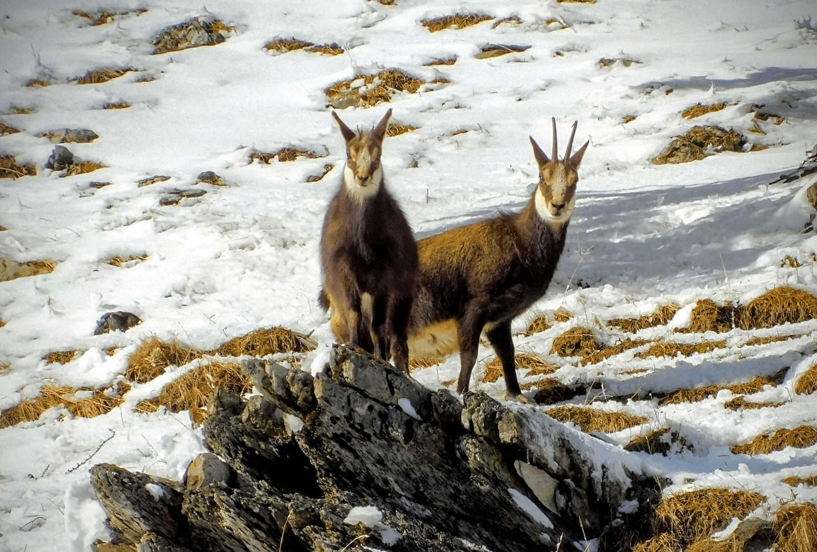 2 chamois en montagne