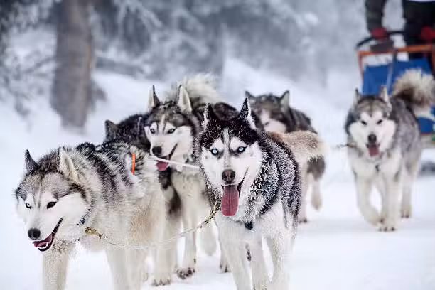 Chiens de traîneaux en Auvergne