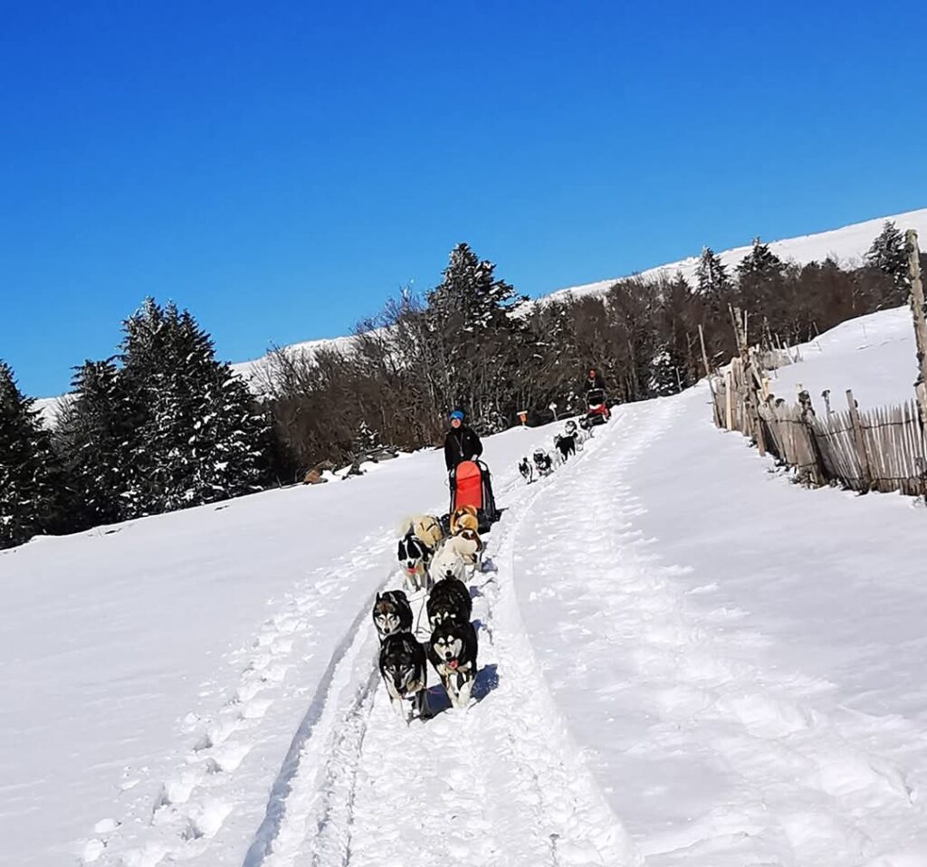 Chiens de traîneaux en Auvergne
